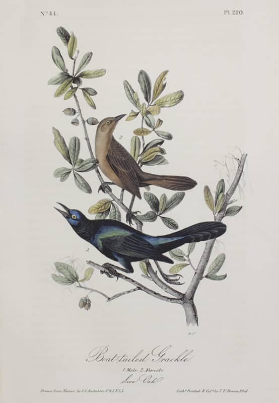 Boat Tailed Grackle By: John James Audubon