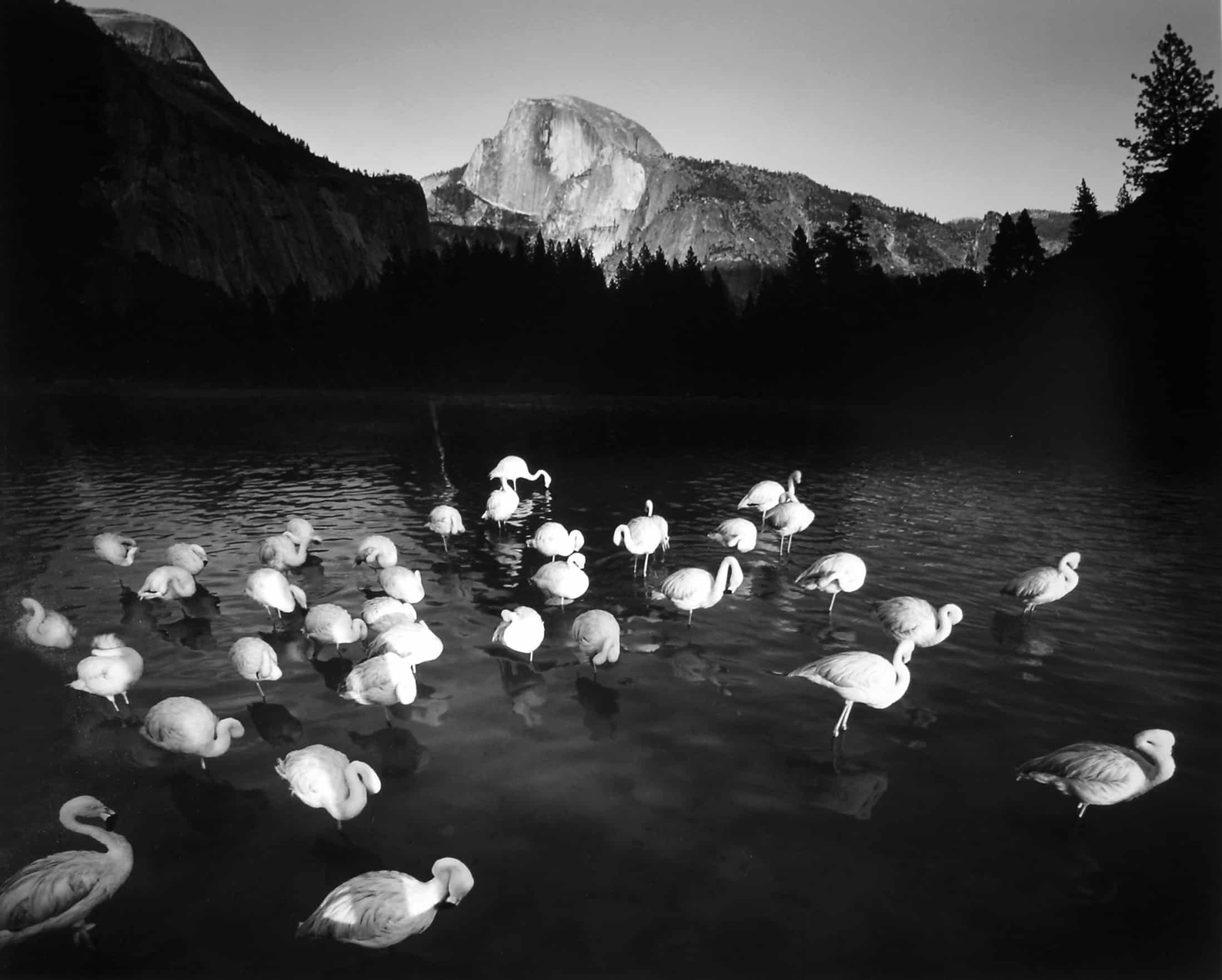 Flamingos Visit Yosemite by Jerry Uelsmann