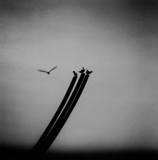 Four Birds, St. Nazaire, France by Michael Kenna