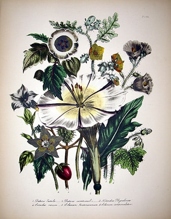 46 Datura Tatula By: Jane Webb Loudon