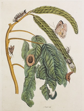 Plate 58 By: Maria Sibylla Merian