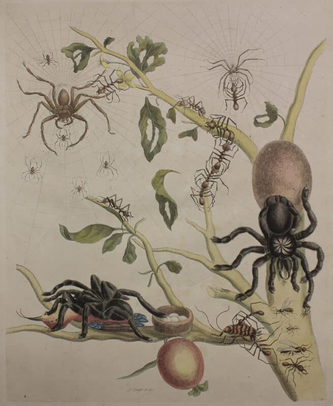 Tarantulas, Hummingbird and Ants on a Guava Tree by Maria Sibylla Merian