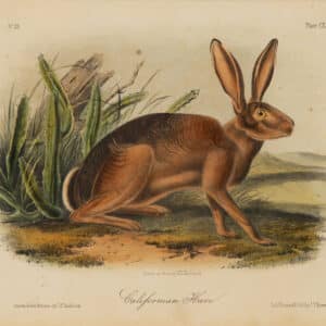 Illustration of a California Hare by John James Audubon