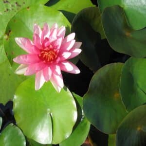 photograph of lotus flower from the Harn Museum gardens