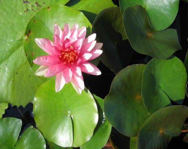 photograph of lotus flower in lily pond