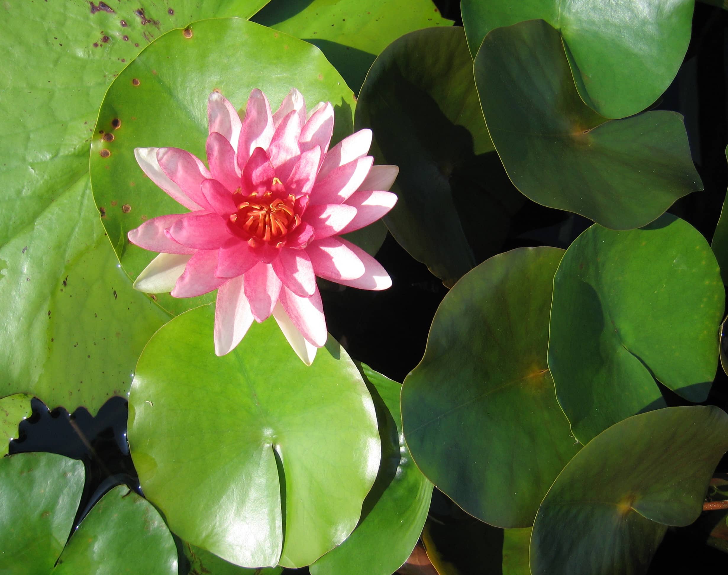 photograph of lotus flower in lily pond