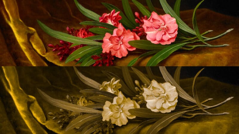 Color blindness comparison of viewing "Oleanders" by Martin Johnson Heade with and without Enchroma glasses