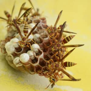 Color photograph of bees on a beecomb by PK Yonge student Jade P.